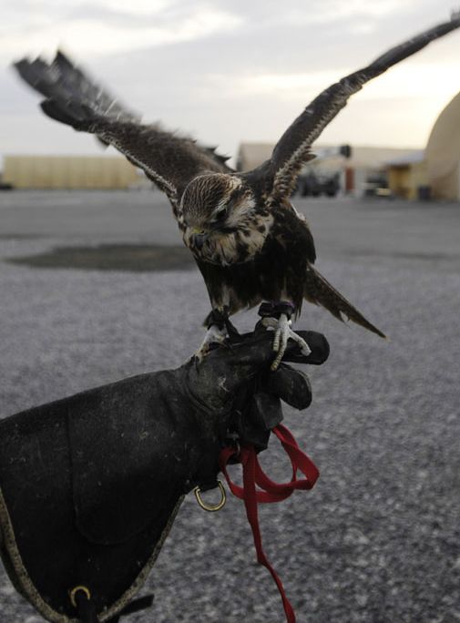 A natural predator helps prevent bird strikes at an air base in Kyrgyzstan.