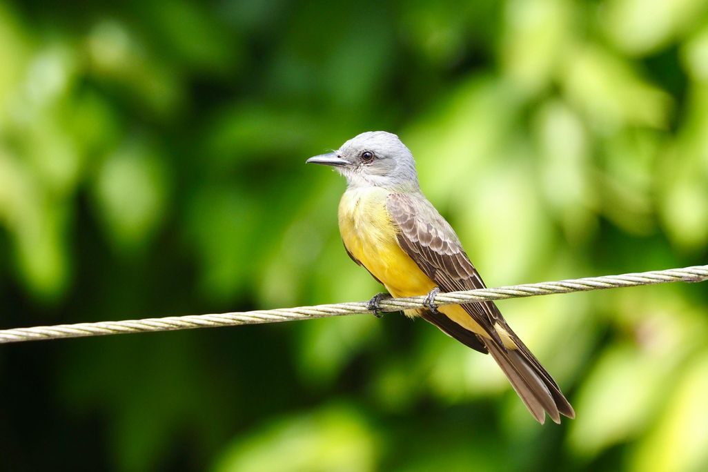 A yellow and gray bird on a wire against a green backdrop
