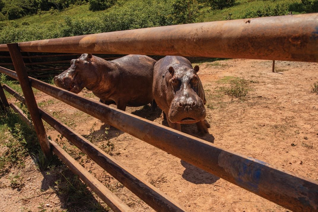 Corralled hippos near Escobar’s hacienda. Officials sometimes leave food inside with the gates open to accustom the animals to wandering freely in and out without fear.