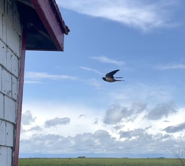 Bird in flight, Hecla Provincial Park thumbnail