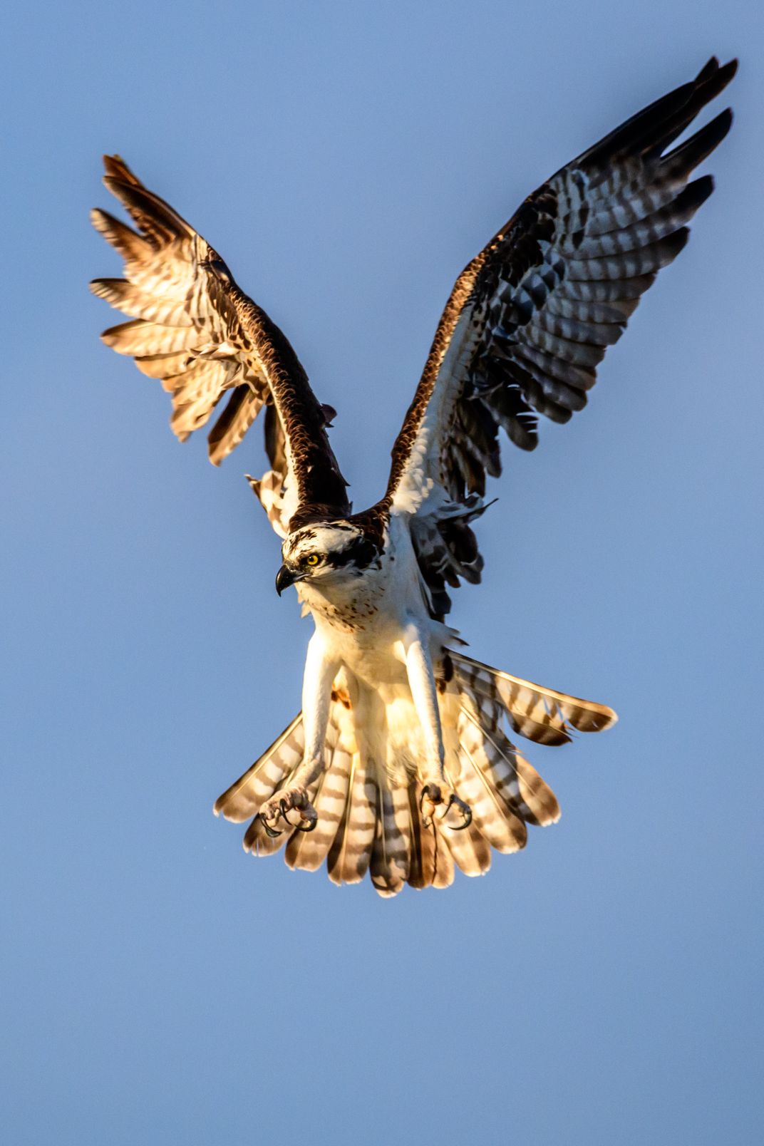 Osprey in Flight | Smithsonian Photo Contest | Smithsonian Magazine