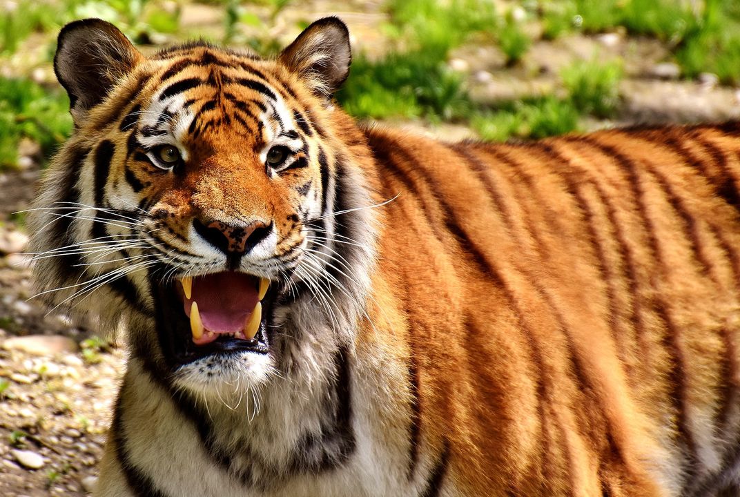 Man-Eating Tigress Killed in India, Lured by Calvin Klein Cologne | Smart  News| Smithsonian Magazine