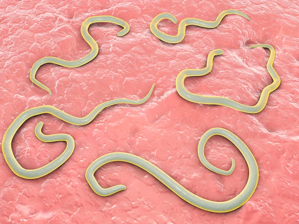 Dog Roundworms
