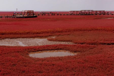 While most of the 51 square mile nature preserve is off-limits, tourists can visit and observe the Red Beaches from a wooden boardwalk.
