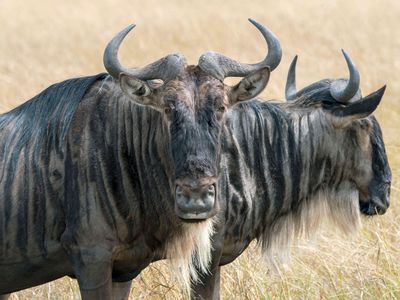Close-up of a wildebeest, also called gnus or wildebai, in the grasslands of the Masai Mara in Kenya, August 2018.