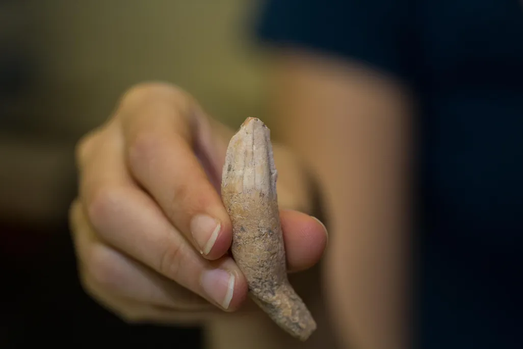 Bone in hand