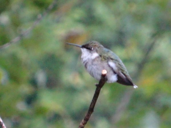 Resting Hummingbird thumbnail
