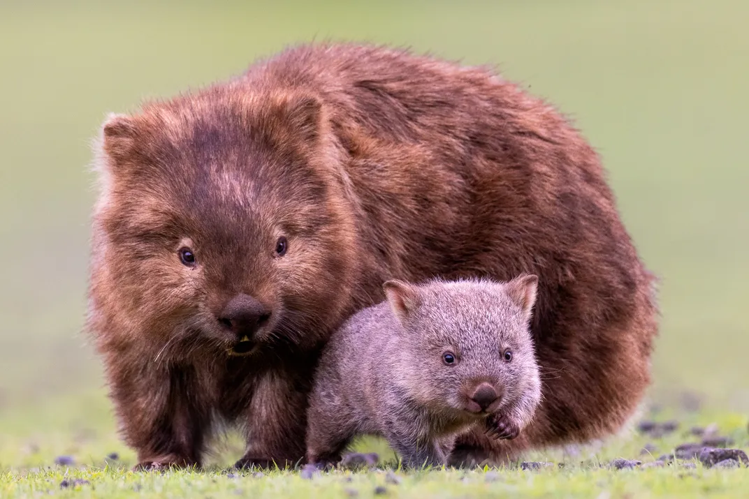 A common wombat joey