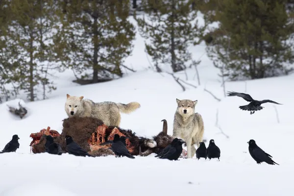 Winter Feast thumbnail