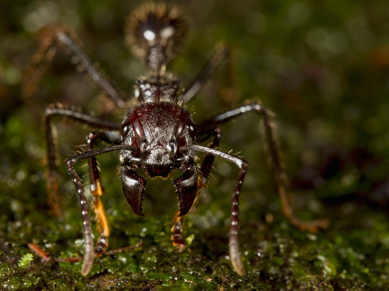 Bullet Ant Glove Asian Needle Ant | NC State Extension