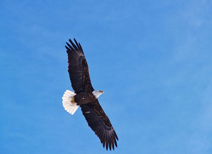 Bald Eagle