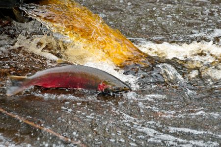 Coho salmon returning from its years at sea to spawn, seen near the Suquamish Tribe's Grovers Creek Hatchery.

