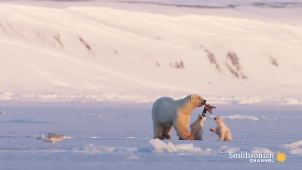 Preview thumbnail for A Chance Encounter With a Polar Bear and Her Two Cubs