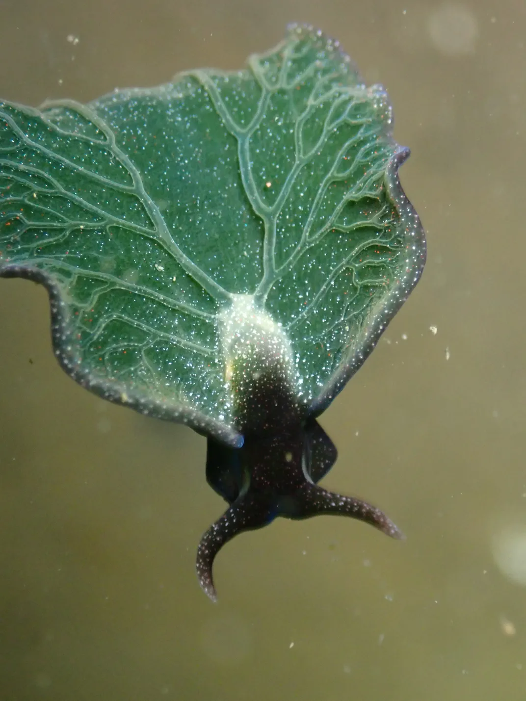 a swimming sea slug that looks like a veiny leaf
