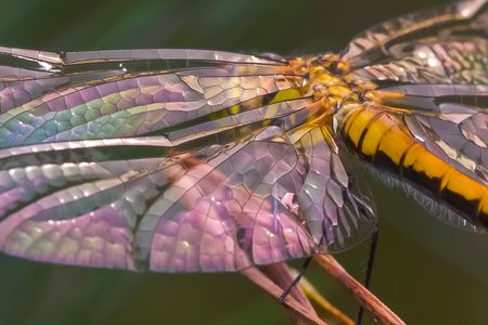 Dragonfly wings have a complex, rigid surface that is maintained by a network of veins. The subtle colors of this immature Black Meadowhawk are caused by sunlight reflecting off the not-quite transparent wings.
