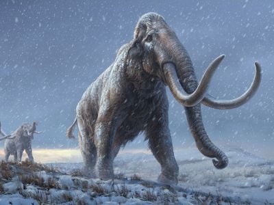 Steppe mammoths evolved shaggy coats over a million years ago, a trait inherited by woolly mammoths.