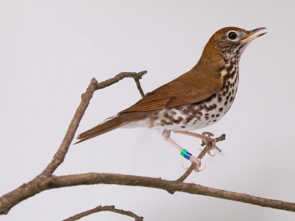One of the common species Bird House keepers at the Smithsonian's National Zoo are working to better understand is the wood thrush — the official bird of Washington, D.C.