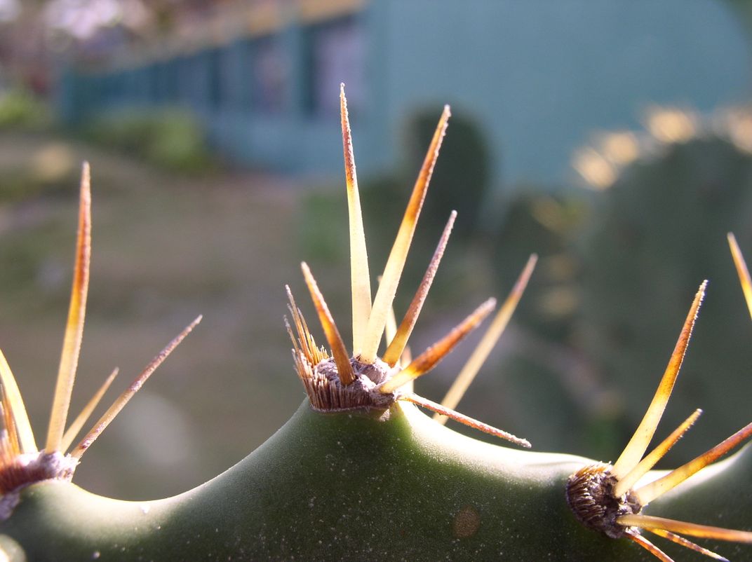 Cactus Spines