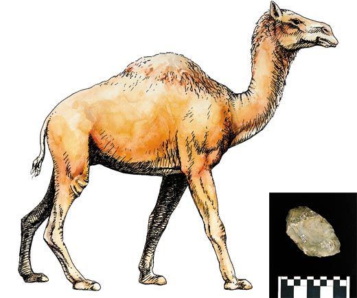 North American camel on stone tools