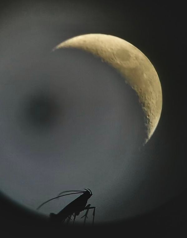An insect watching the moon inside a telescope lens thumbnail