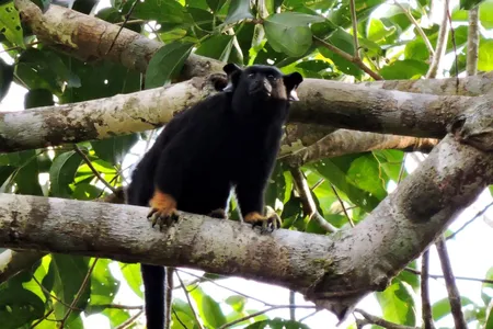 Red-handed tamarins have greater vocal flexibility, using calls ranging from territorial long calls to chirps to trills to communicate, whereas pied tamarins use long whistle-like calls.
