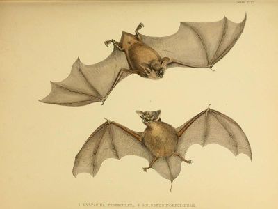 The modern Mystacina tuberculata, depicted in the sketch above, may be a distant relative of a newly discovered ancient bat called Mystacina miocenalis.