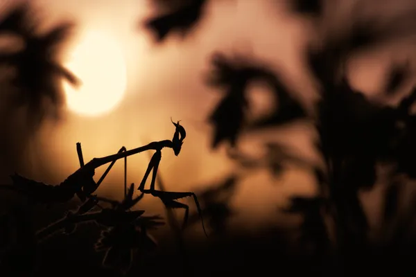 Angel of death thumbnail