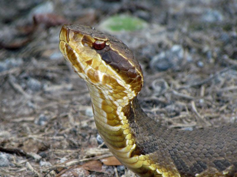 Cottonmouth 