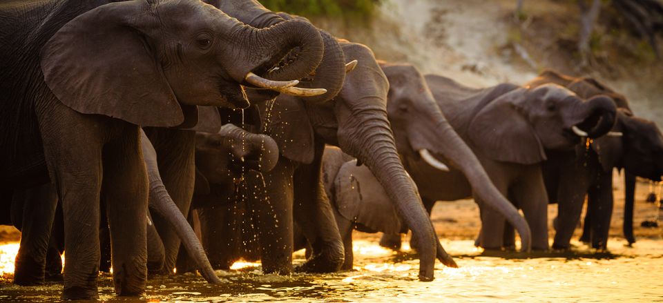  Elephants, Chobe National Park, Botswana  