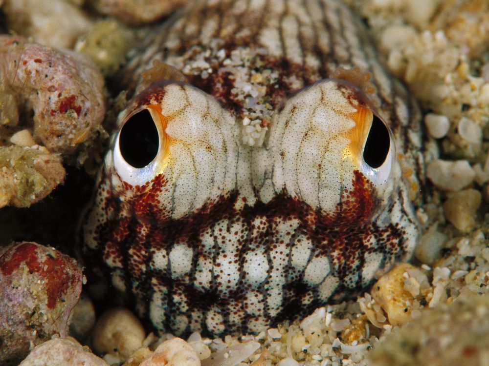 bobtail squid