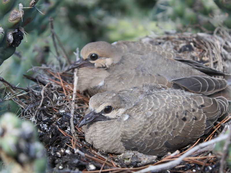 baby doves Smithsonian Photo Contest Smithsonian Magazine