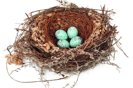 Bokmakierie's nest and eggs from the collection of the Natural History Museum at Tring
