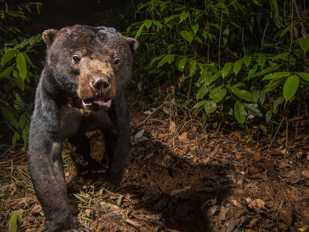 To Save Sun Bears, Scientists First Have to Find Them