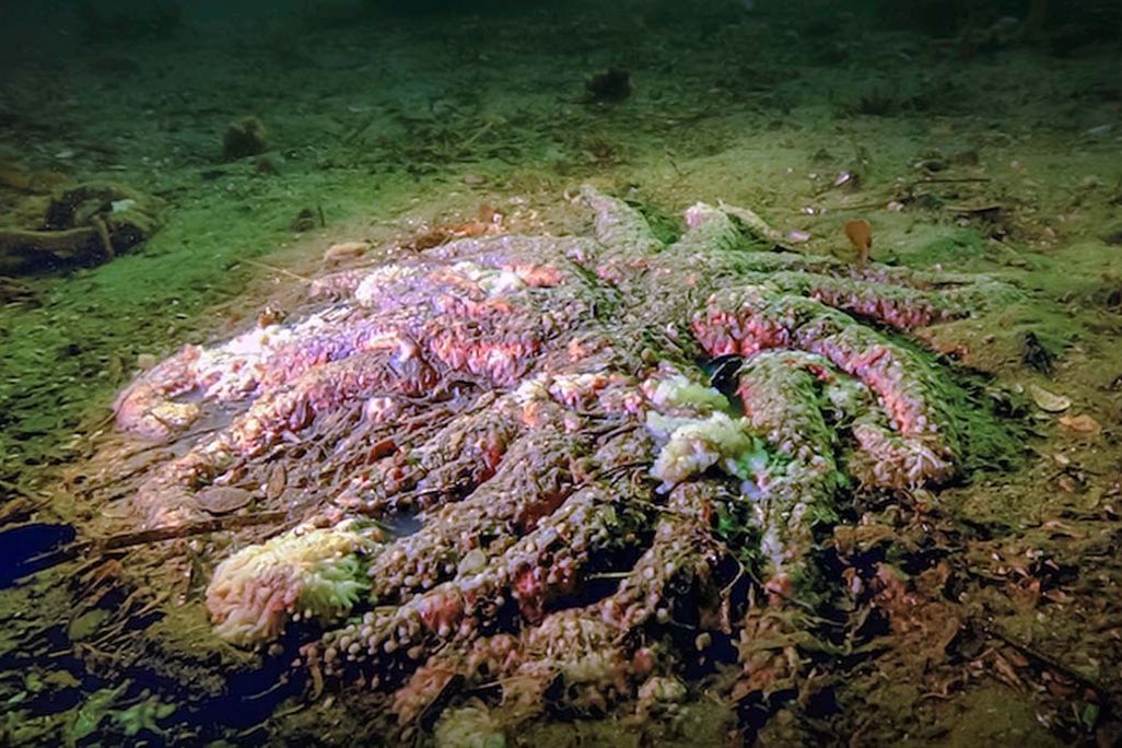 a sea star in late stages of sea star wasting disease