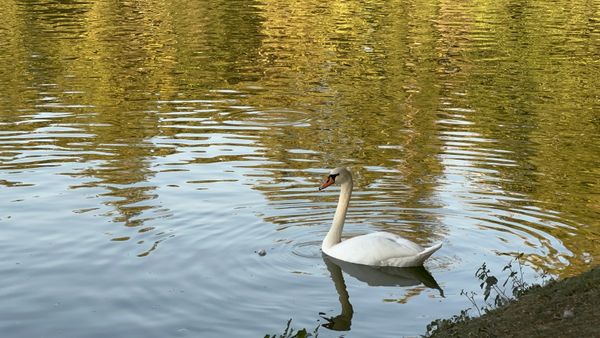 Elegant Swan In The Garden Pond thumbnail