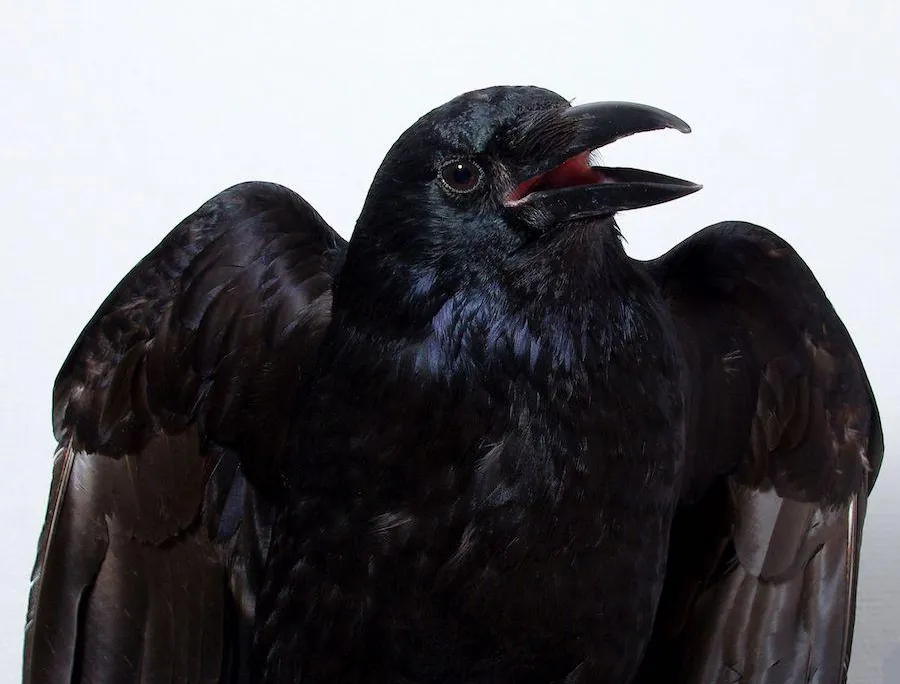 Crow