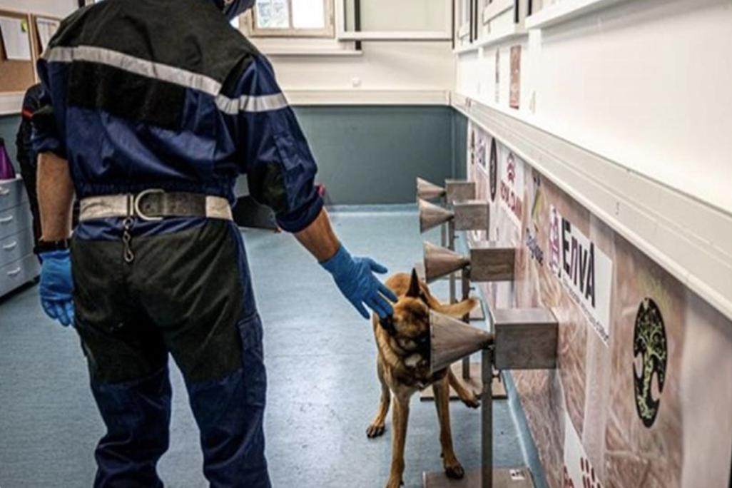 An image of a detection dog sniffing a scent cone