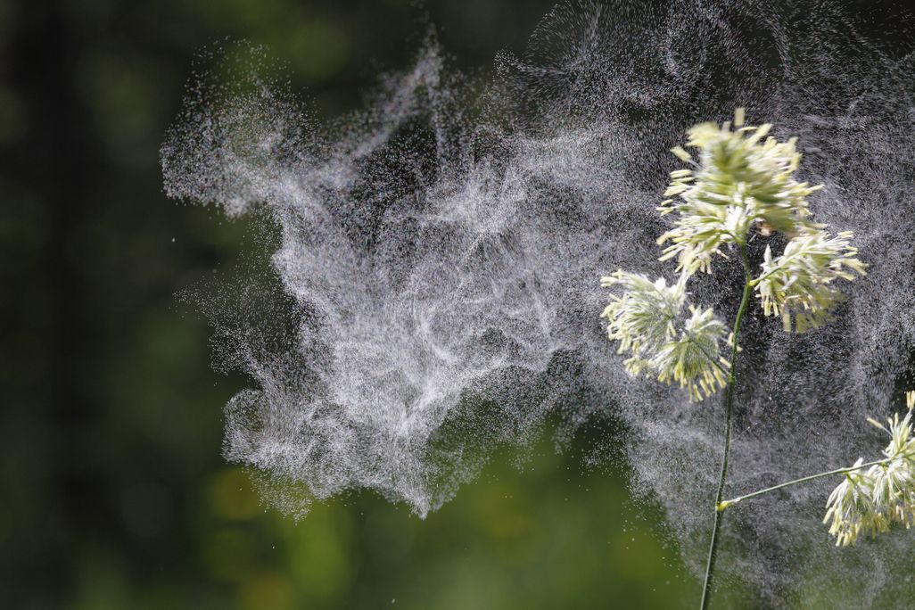 For the Allergy-Ridden, Pollen Can Be a Nuisance. But Scientists Are ...