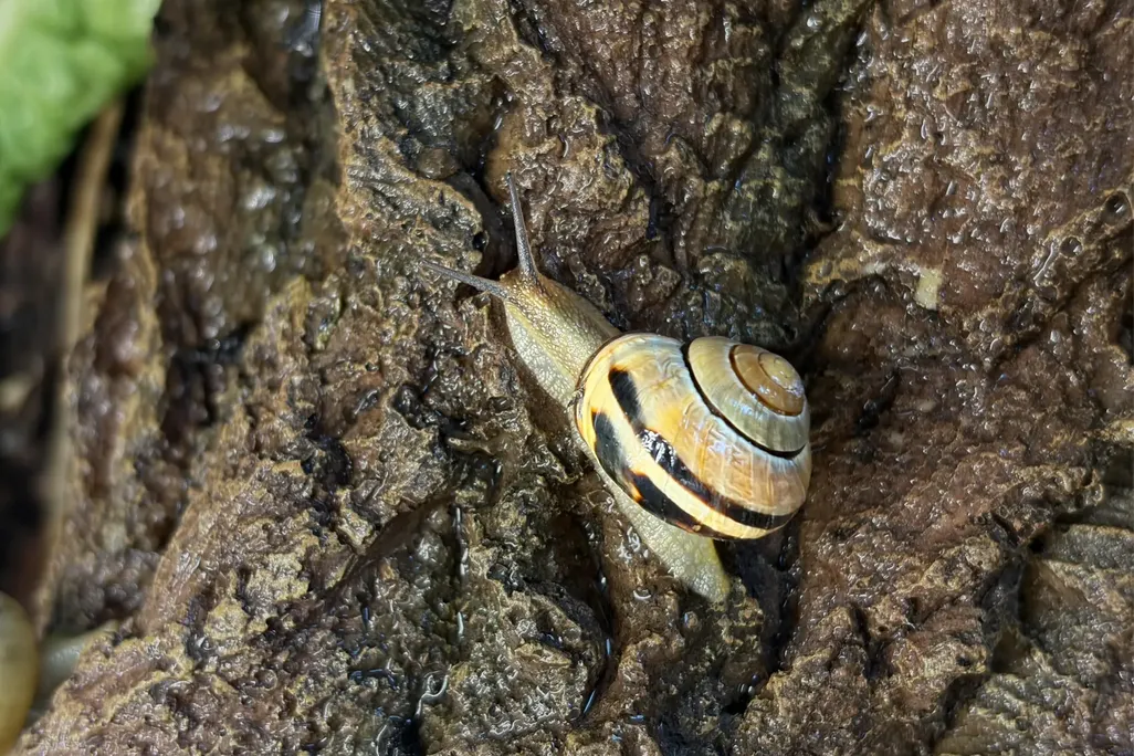 a snail on tree bark