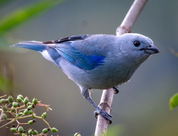 Blue-gray tanager, Mindo thumbnail