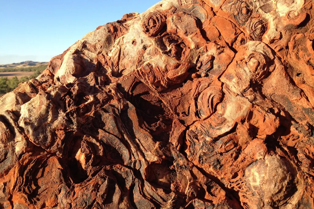 Stromatolite