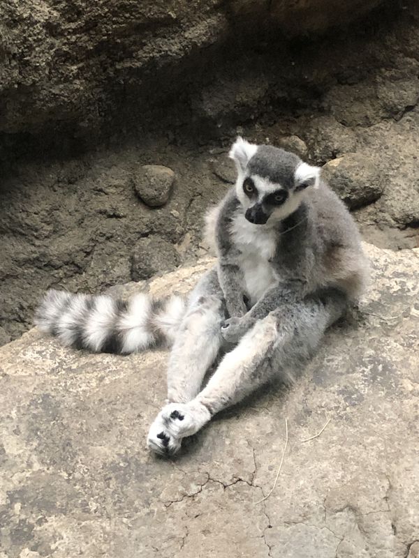 Contemplating lemur thumbnail