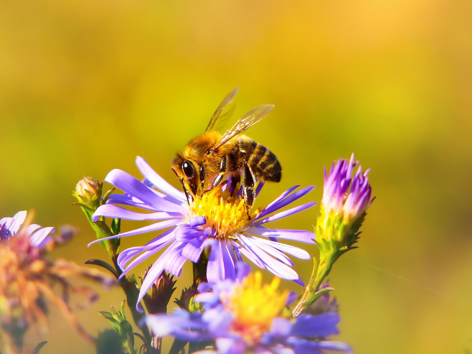 Get to Know the Planet’s Pollinators and More Natural History Programs ...
