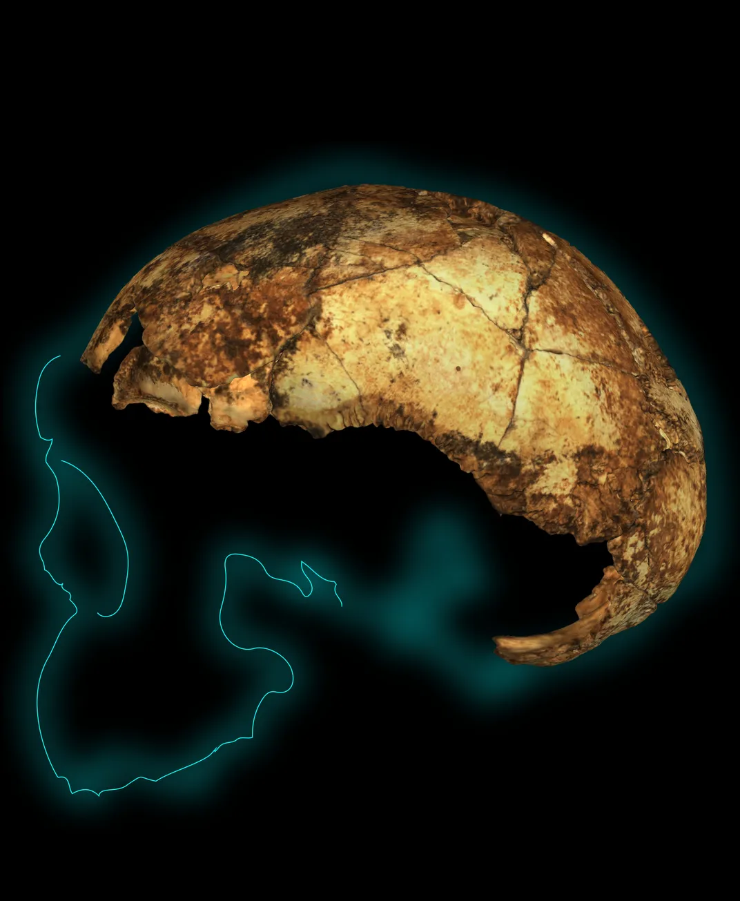 Drimolen erectus skull