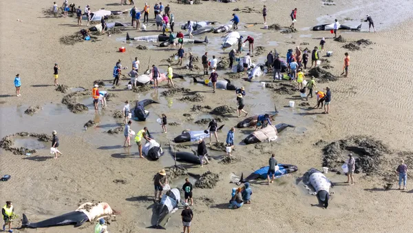 Mass pilot whale stranding, New Zealand thumbnail