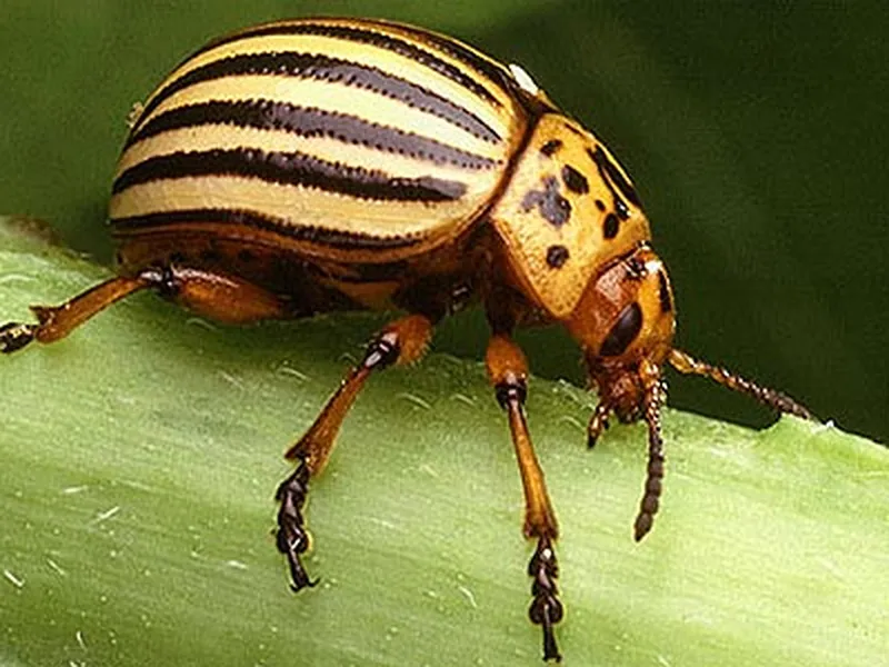 The Country's Most Dangerous Beetles, Science
