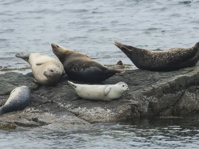 Seals in&nbsp;Bar Harbor, Maine