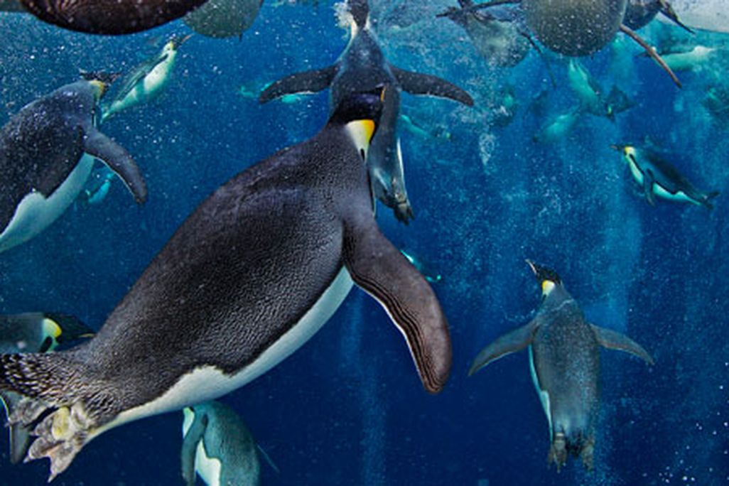 Emperor Penguins