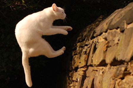 Do cats always land on their feet? Scientists figured out the answers to this and other pressing questions once and for all.