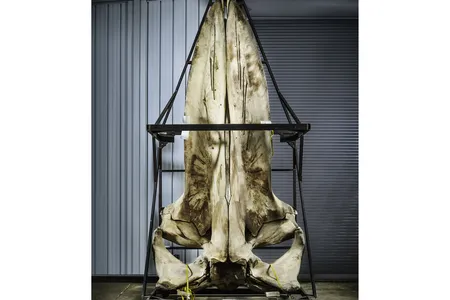 This blue whale skull is one of the largest in any collection on earth.